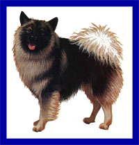 a well breed Keeshond dog
